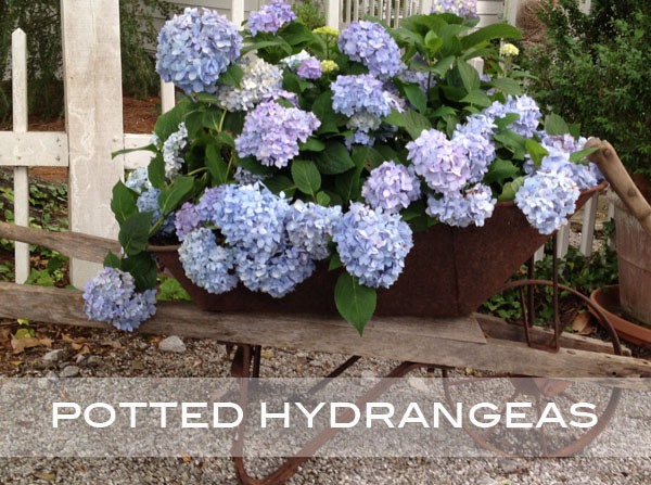 Potted Hydrangeas 