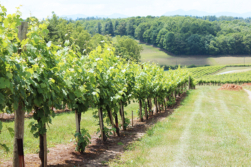 asheville-north-carolina-biltmore-vineyard