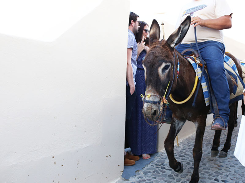 Donkey in Oia, Santorini