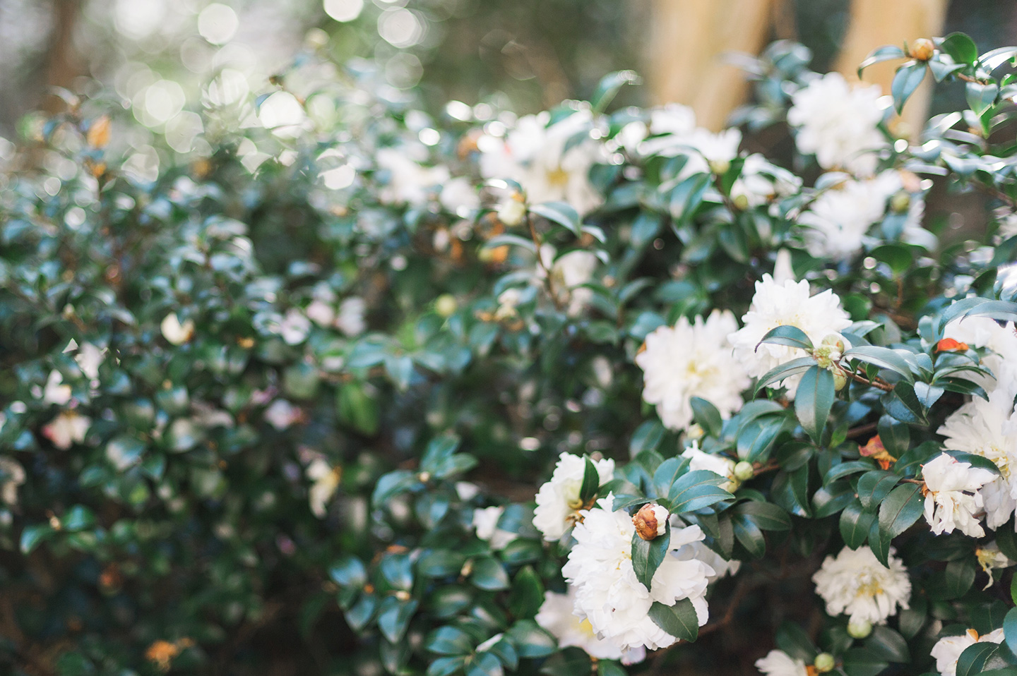 Blooming Camellias Charleston