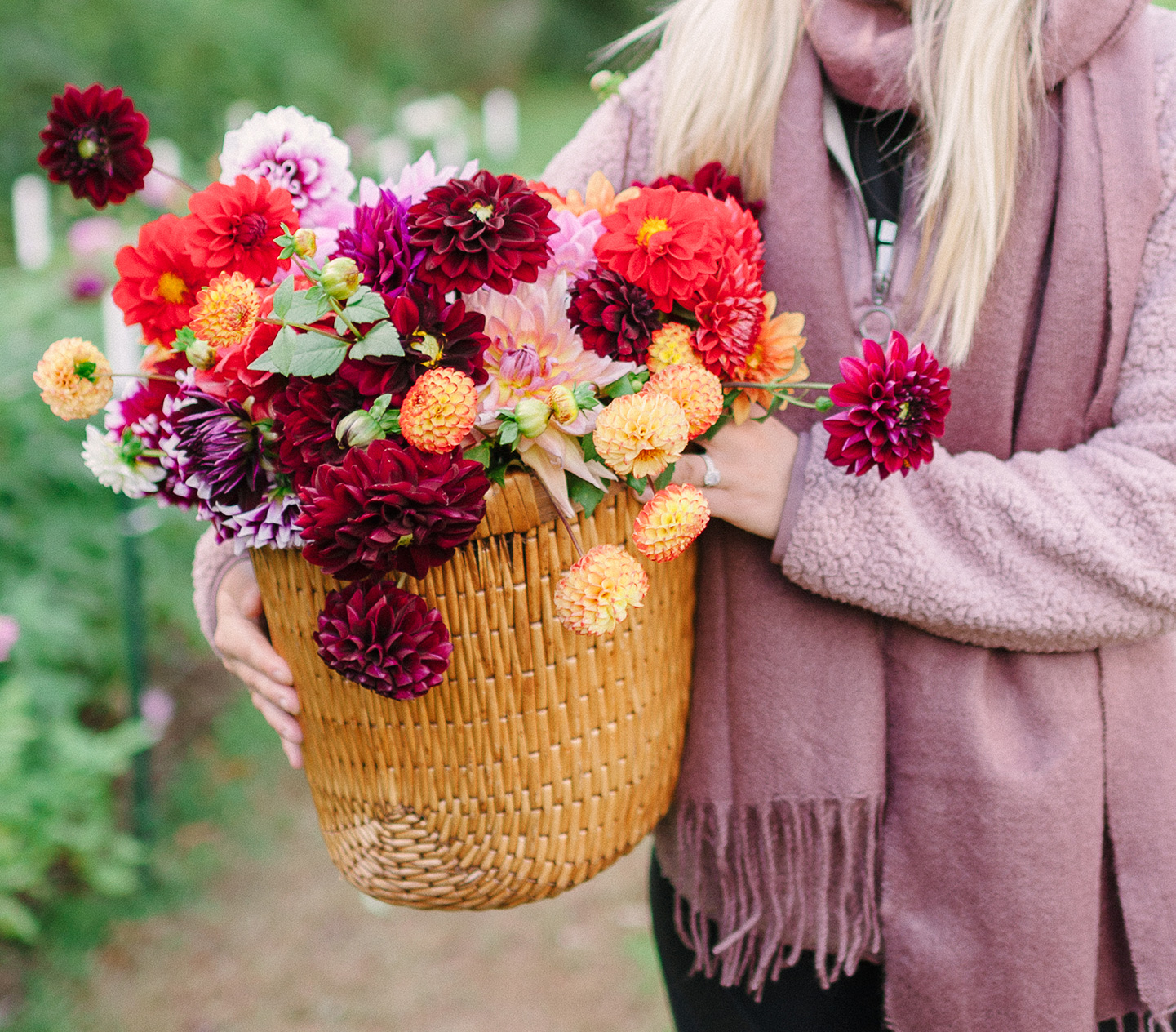 Dahlia Farm | Cashiers, NC || COLOR by K