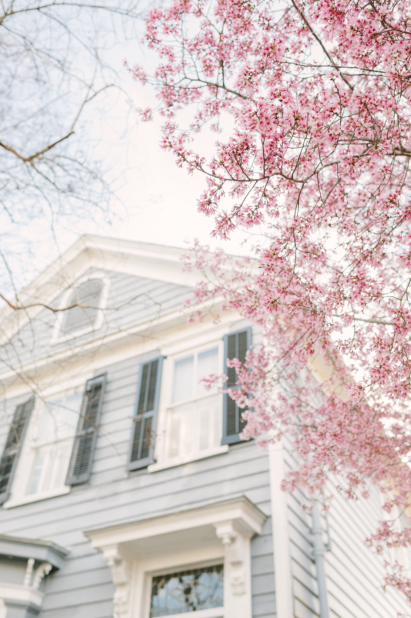 Charleston Cherry Blossoms