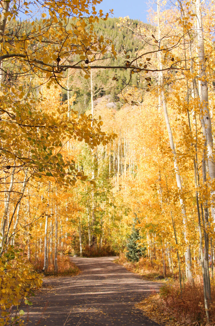 Guide to Leaf Peeping in Aspen, Colorado Color By K