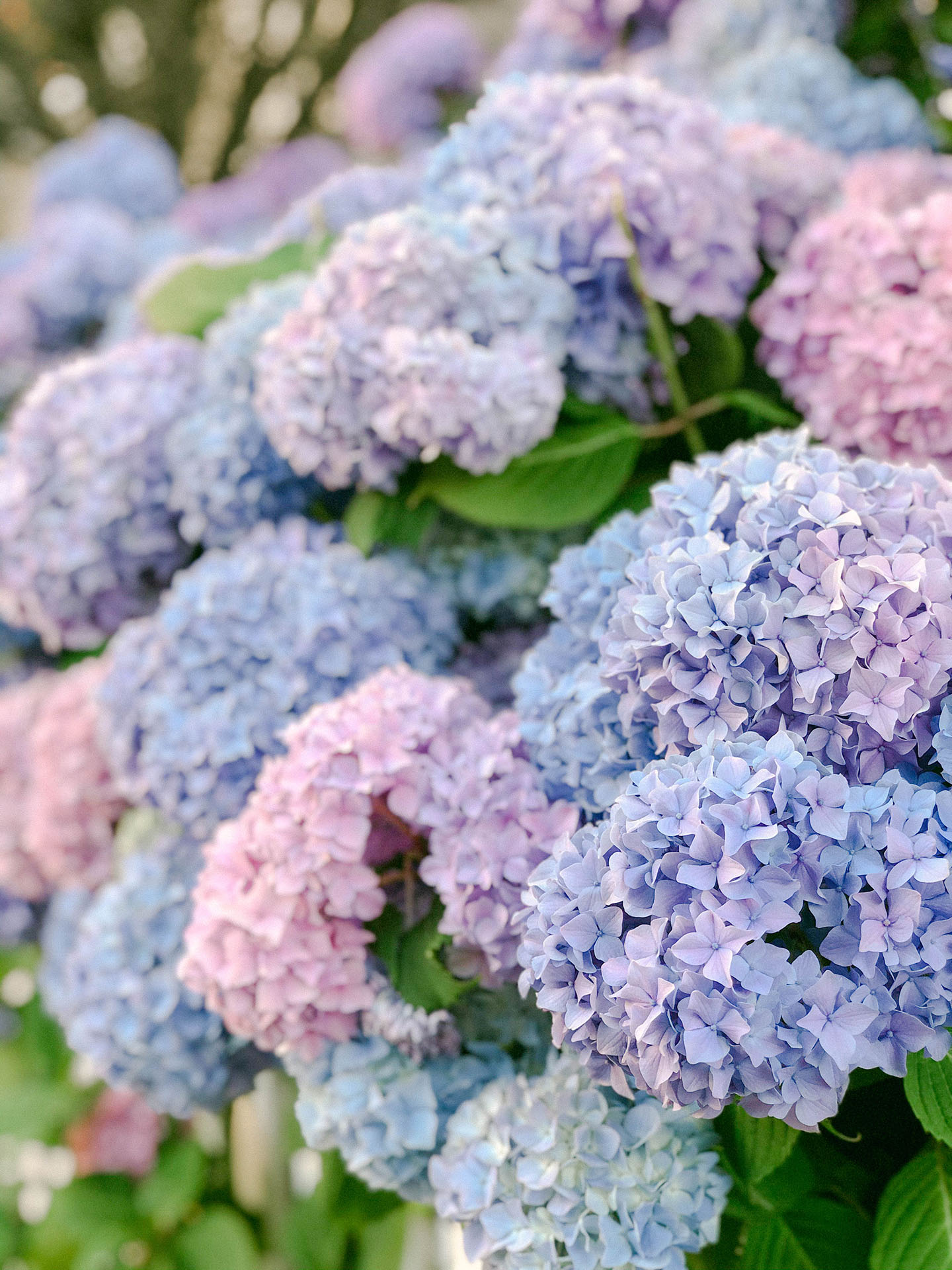 Favorite Places To Spot Hydrangeas On Nantucket - Color By K