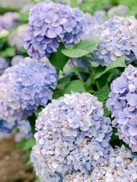 Favorite Places to Spot Hydrangeas on Nantucket - Color By K