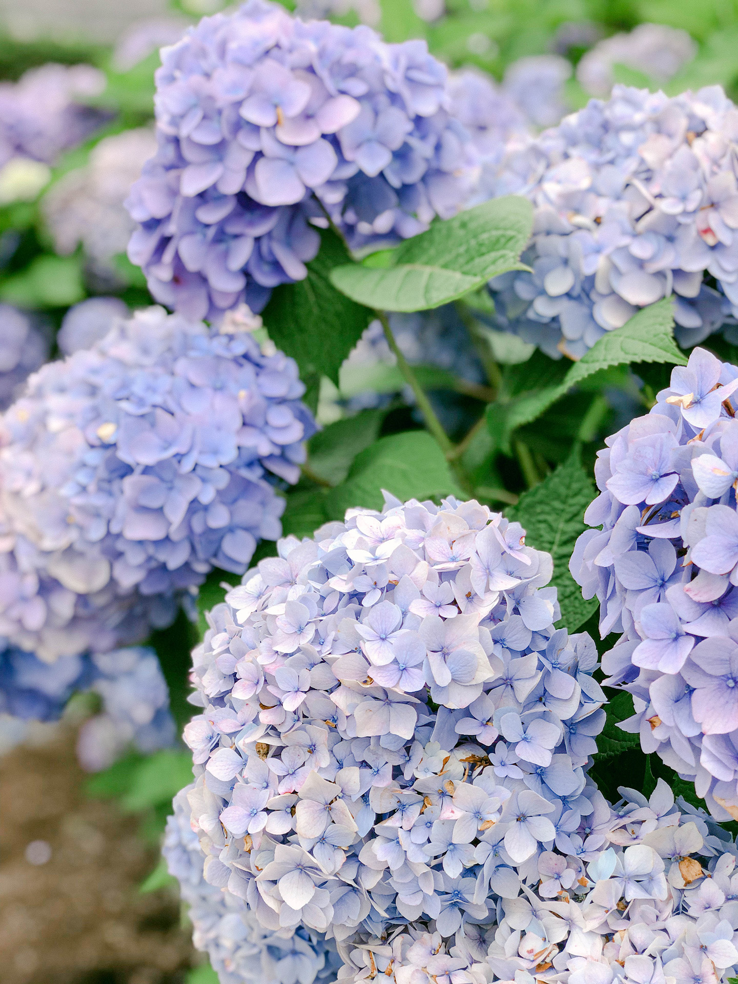 Favorite Places To Spot Hydrangeas On Nantucket - Color By K