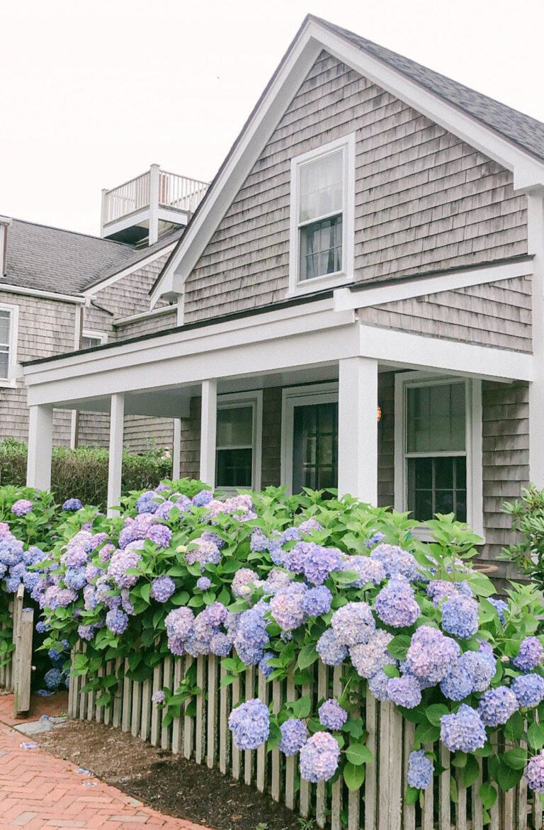 Favorite Places to Spot Hydrangeas on Nantucket - Color By K