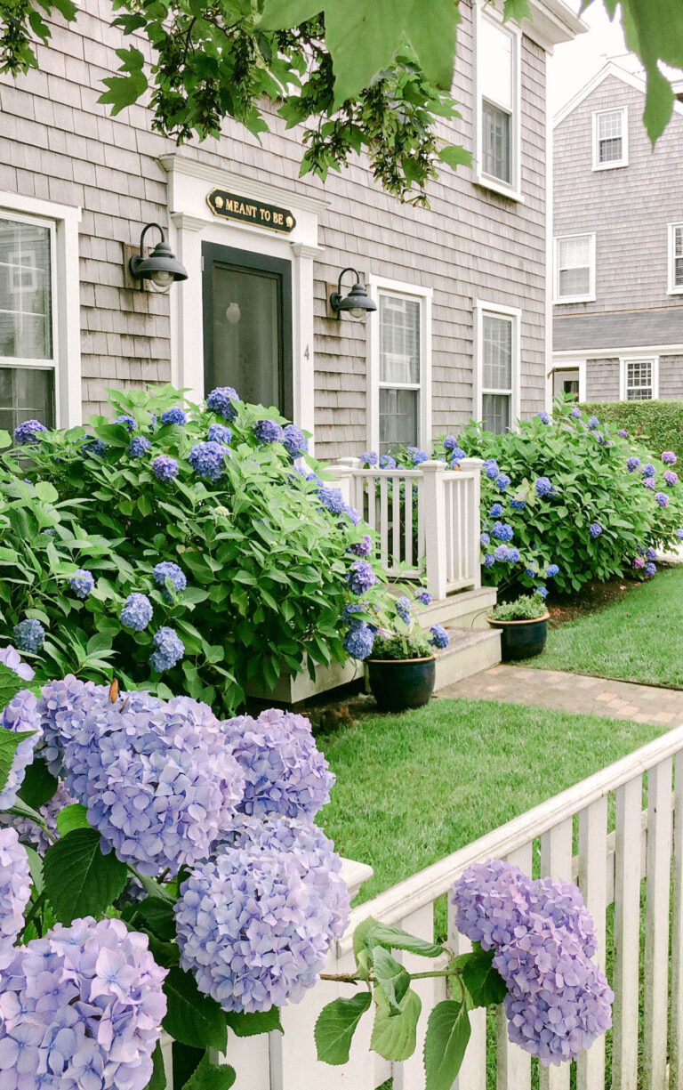 Favorite Places to Spot Hydrangeas on Nantucket - Color By K